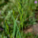 Image of bald brome