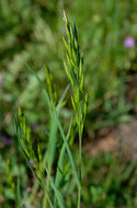 Image of bald brome