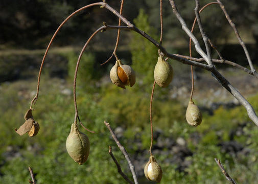 Aesculus californica (Spach) Nutt. resmi