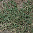 Image of mat amaranth