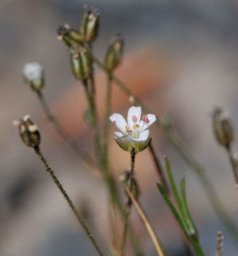 Слика од Eremogone kingii var. glabrescens (S. Wats.) Dorn