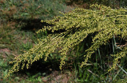 Image of tarragon