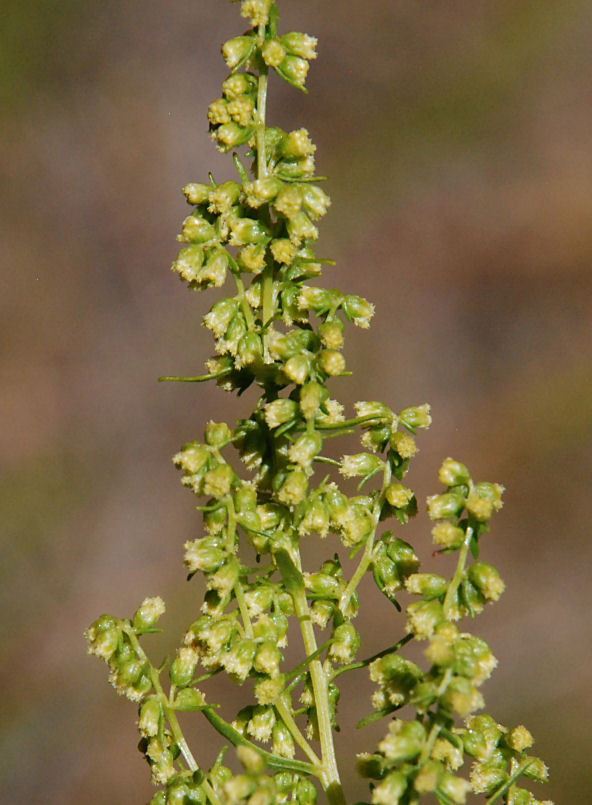 Image of tarragon