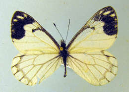 Image of Pine Whites