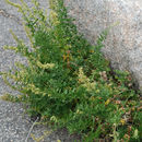 Sivun Artemisia ludoviciana subsp. incompta (Nutt.) Keck kuva