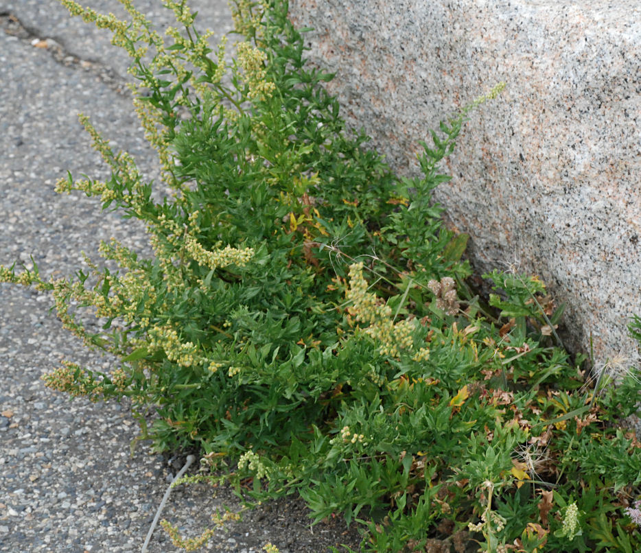 Imagem de Artemisia ludoviciana subsp. incompta (Nutt.) Keck