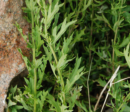 Imagem de Artemisia ludoviciana subsp. incompta (Nutt.) Keck