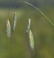 Imagem de Bromus arenarius Labill.