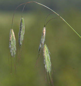 Image of Australian brome