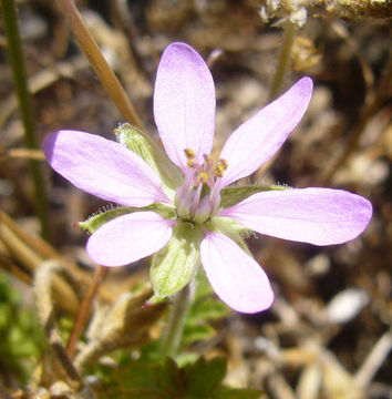 Imagem de Erodium cicutarium (L.) L'Her.