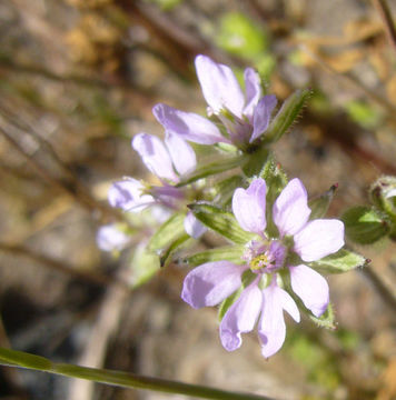 Imagem de Erodium cicutarium (L.) L'Her.