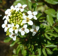 Image of Water-cress