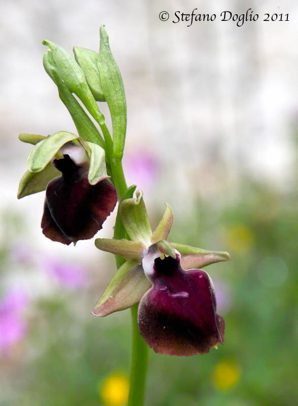 Image of <i>Ophrys helenae</i>