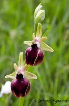 Image of <i>Ophrys helenae</i>