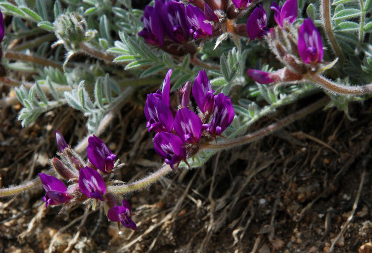 Plancia ëd Astragalus purshii var. tinctus M. E. Jones