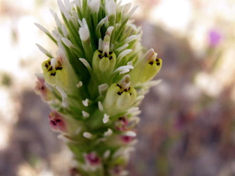 Plancia ëd Castilleja densiflora var. obispoensis (D. D. Keck) J. M. Egger