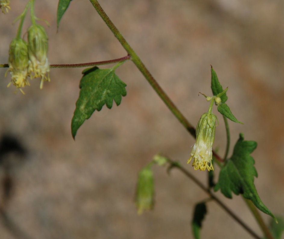 Image of tasselflower brickellbush