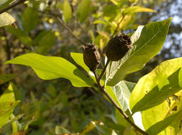 Image of western sweetshrub