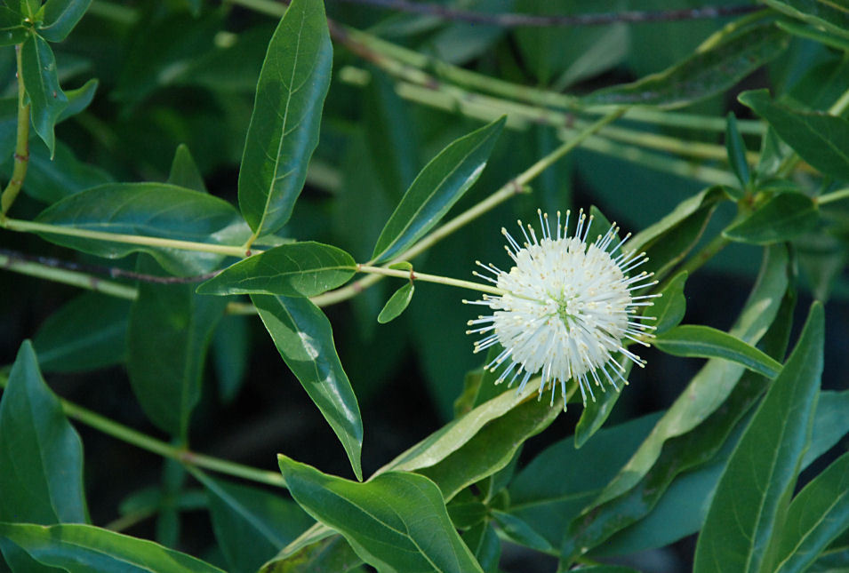 Image of common buttonbush