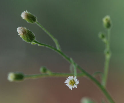 Image of Canadian Horseweed