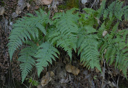 Dryopteris arguta (Kaulf.) Watt. resmi