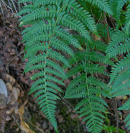 Image of coastal woodfern