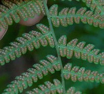 Dryopteris arguta (Kaulf.) Watt. resmi