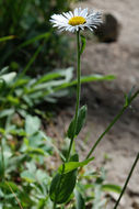 Image of large mountain fleabane