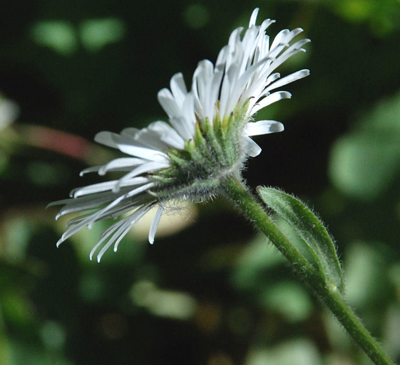 Image of large mountain fleabane