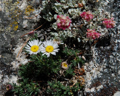 Image of cushion buckwheat