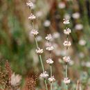 Image of wand buckwheat