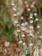 Image of wand buckwheat