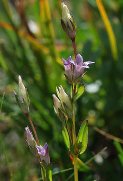 Image of autumn dwarf gentian