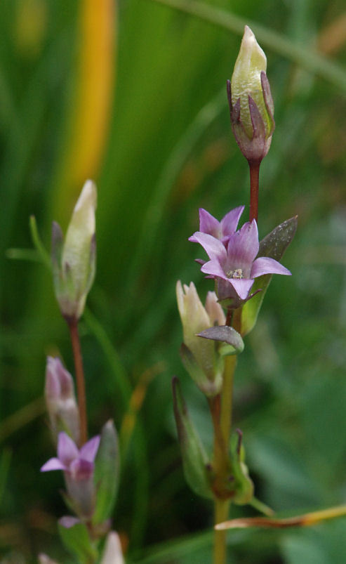 Image of autumn dwarf gentian