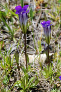 Image de Gentianopsis holopetala (A. Gray) Iltis