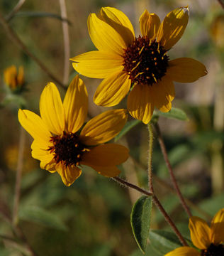 Image of serpentine sunflower