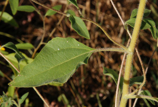 Image of serpentine sunflower