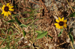 Image of serpentine sunflower