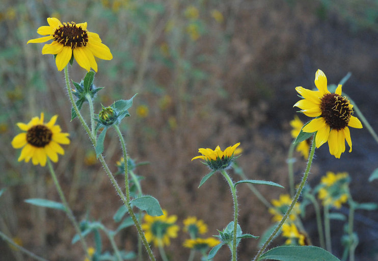 Image de Helianthus bolanderi Gray