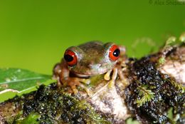 Image of Brook frog