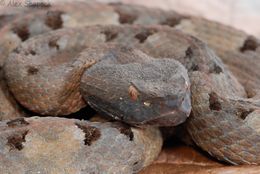 Image of Hognosed Pit Viper