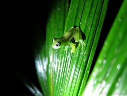 Image of Dwarf Glassfrog