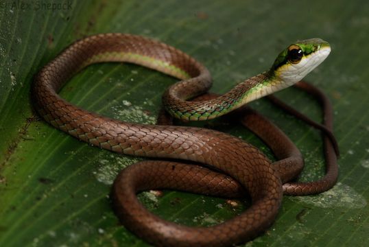 Image of Oliver's Parrot Snake