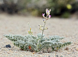 Image of widow's milkvetch