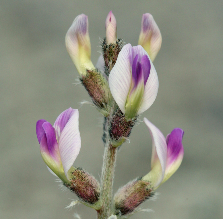 Image of widow's milkvetch