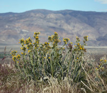 صورة <i>Cryptantha confertiflora</i>