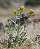 صورة <i>Cryptantha confertiflora</i>