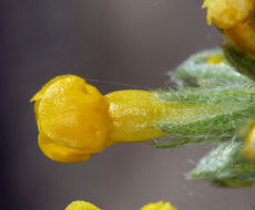 صورة <i>Cryptantha confertiflora</i>