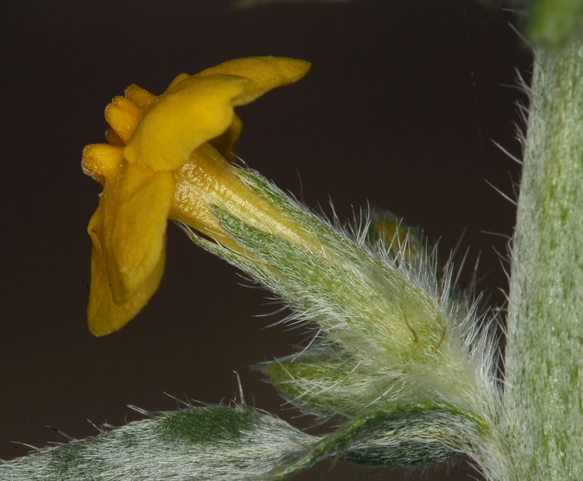 صورة <i>Cryptantha confertiflora</i>