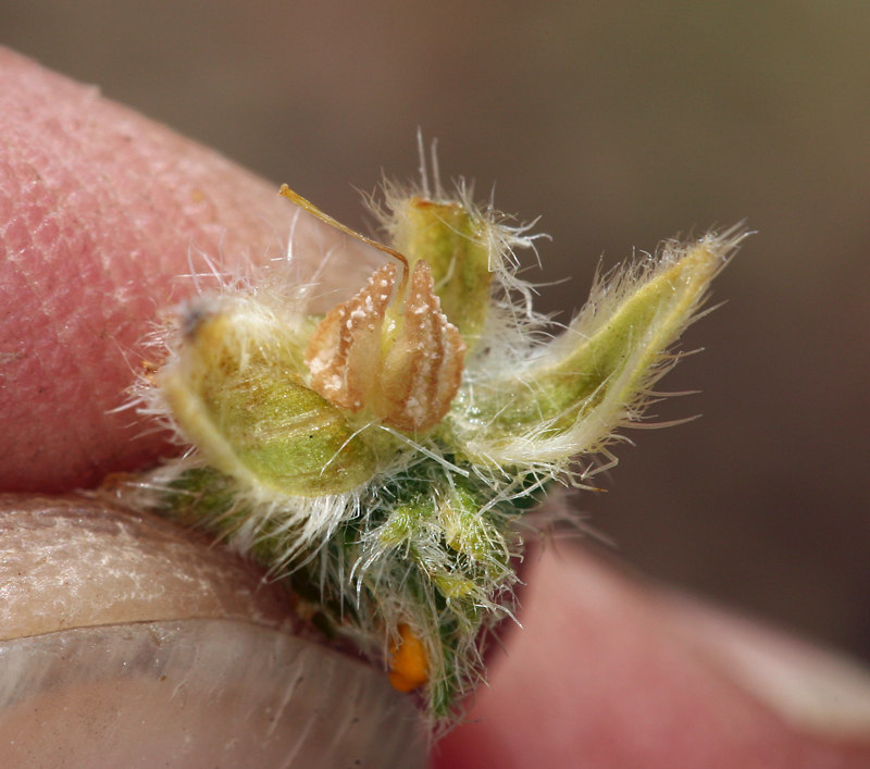 صورة <i>Cryptantha confertiflora</i>